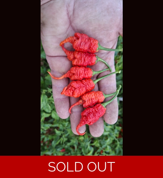 Faddas Poison Tail Red (f7) -> (f8)  (10+seeds)